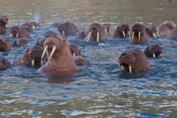 walrus colony in the ocean